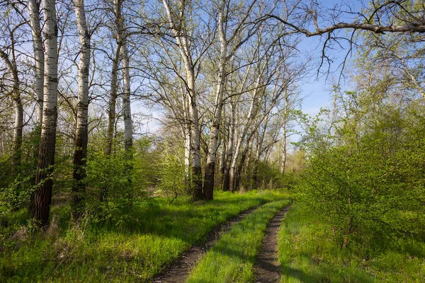 Rural Ground Road Green Forest Spring Travel Background — Stock Photo, Image