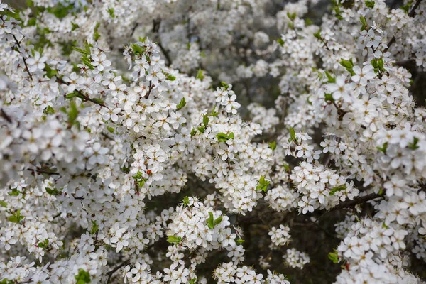 Közelkép Cseresznyefa Virágzik Szelíd Tavaszi Vidék Háttér — Stock Fotó