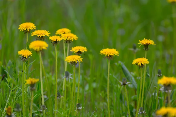 Closeup Yellow Dandelion Flowers Green Grass Spring Natural Background — Stock Photo, Image