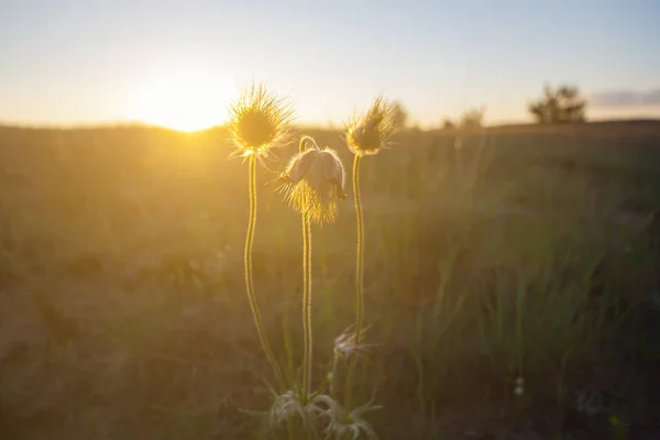 夕方の太陽の下で大草原の花を閉じ — ストック写真