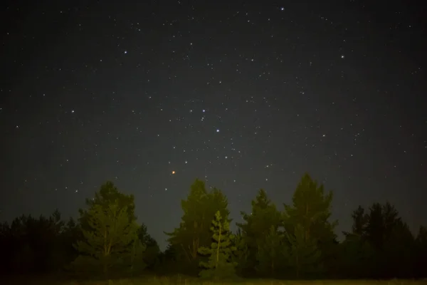 Noche Cielo Estrellado Por Encima Silueta Del Bosque Pinos Noche — Foto de Stock