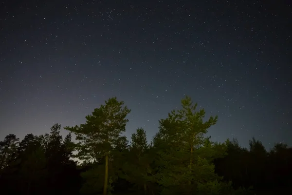 Noche Cielo Estrellado Por Encima Silueta Del Bosque Pinos Noche — Foto de Stock