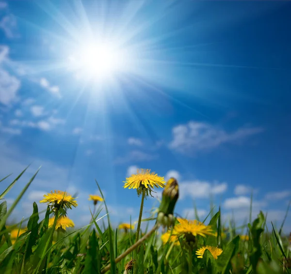 Green Glade Yellow Dandelions Sparkle Sun Rural Spring Background — Stock Photo, Image