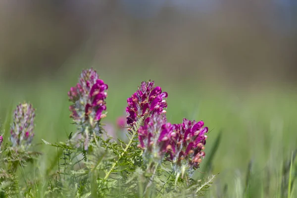 Closeup Flores Silvestres Grama Verde Bela Primavera Fundo Natural — Fotografia de Stock