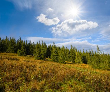 Dağ yamacında yeşil orman büyümesi