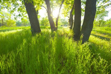 Işıl ışıl güneş ışığında yeşil orman.