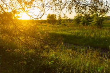 Çam ormanı akşam güneşi ışığında, doğal günbatımı arka planı