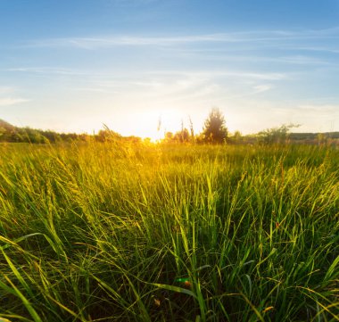 Akşam güneşinin ışığında geniş yeşil çayır, kırsal doğal akşam manzarası.