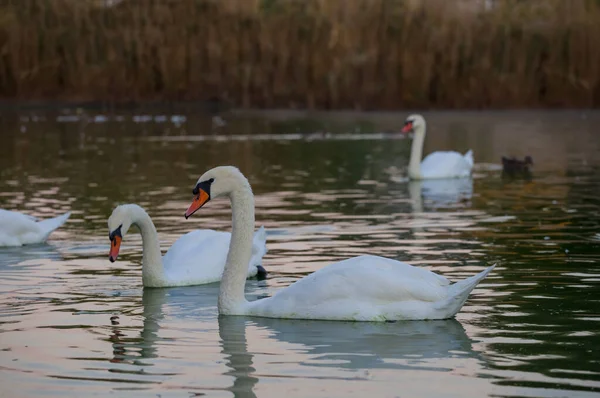 White Swan Crowd Swim Water — Stock Photo, Image