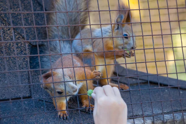 Girl Feed Squirrel Zoo — Stock Photo, Image