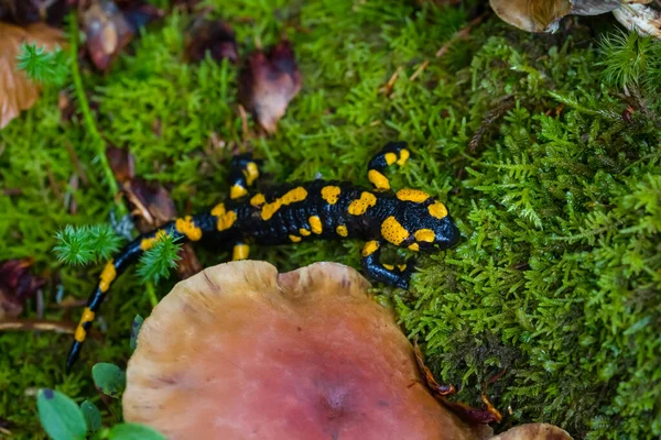 Κοντά Salamander Σαλαμάνδρα Κάθονται Στο Γρασίδι — Φωτογραφία Αρχείου