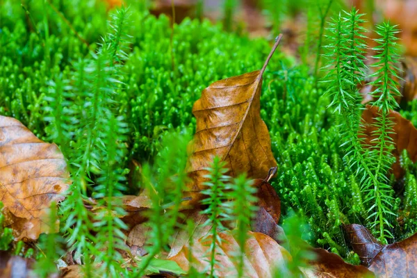 潮湿森林中的特写绿色苔藓生长 自然室外背景 — 图库照片