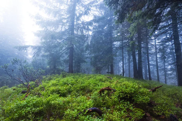 Grüne Feuchte Waldlichtung Blauen Nebel Natürlicher Reisehintergrund Freien — Stockfoto