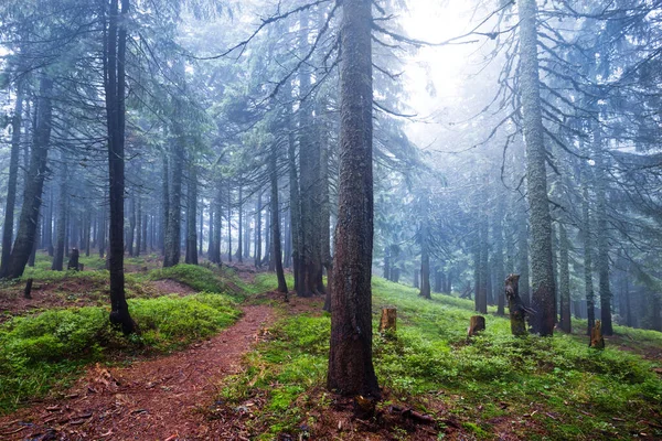 Grüne Feuchte Waldlichtung Blauen Nebel Natürlicher Reisehintergrund Freien — Stockfoto