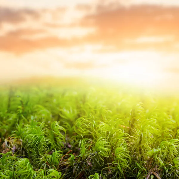 Close Groen Mos Zonsondergang Achtergrond Natuurlijke Botanische Scène — Stockfoto