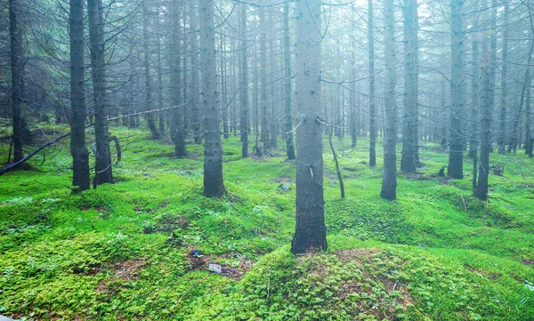 Grüne Feuchte Waldlichtung Blauen Nebel Natürlicher Reisehintergrund Freien — Stockfoto