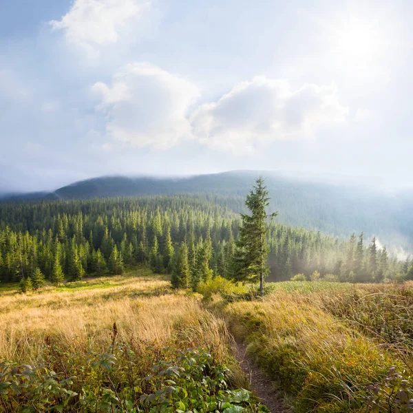 Vallée Montagne Avec Forêt Verte Journée Ensoleillée — Photo