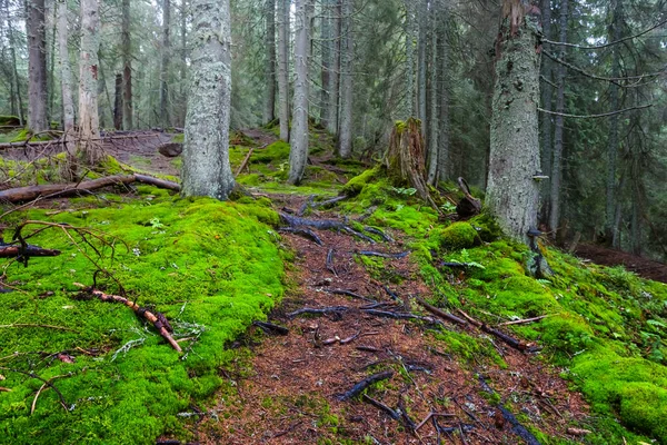 Verde Radura Foresta Umida Nebbia Blu Sfondo Viaggio Naturale All — Foto Stock