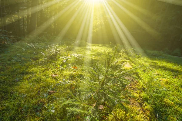 Clareira Floresta Verde Luz Solar Fundo Natural Livre — Fotografia de Stock