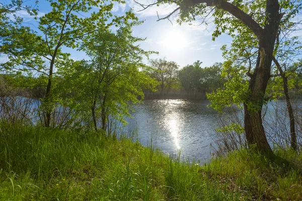 Bosque Verde Costa Del Río Día Soleado Hermoso Paisaje Rural — Foto de Stock