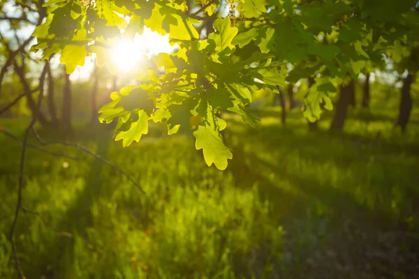 Nahaufnahme Eichenzweig Licht Der Abendsonne — Stockfoto