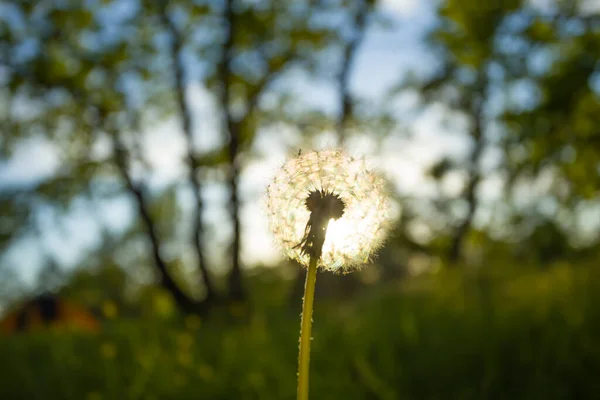 Closeup Bunga Dandelion Putih Dalam Terang Matahari Malam Latar Belakang — Stok Foto