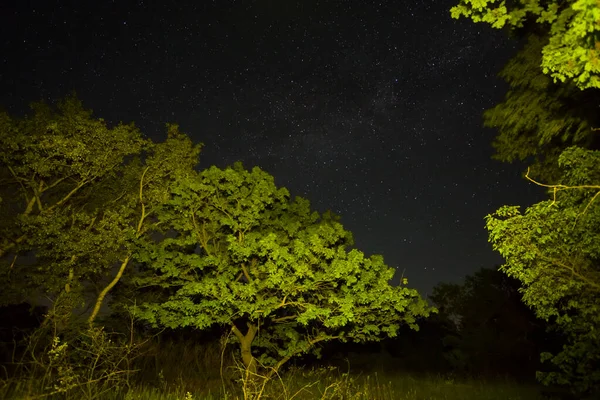 Zbliżenie Oświetlone Drzewo Gwiaździstym Tle Nieba Krajobraz Zewnątrz Nocy — Zdjęcie stockowe