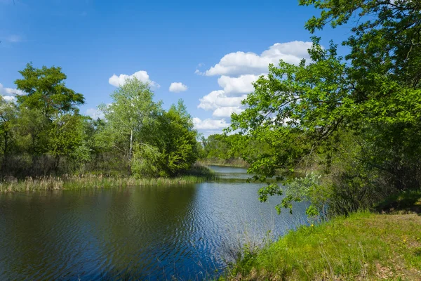 Kleine Rivier Met Bos Aan Kust Natuurlijk Landschap — Stockfoto