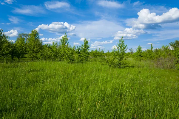 Güzel Yeşil Orman Açık Mavi Bulutlu Gökyüzünün Altında — Stok fotoğraf