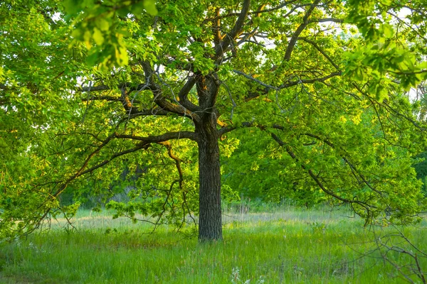 Sam Zielony Wzrost Drzew Polanie Leśnej — Zdjęcie stockowe