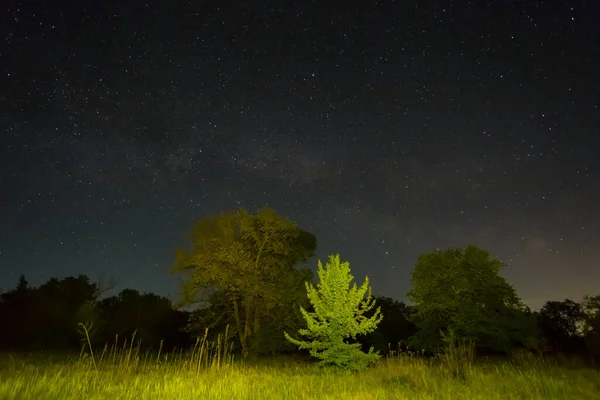 Gece Yıldızlı Gökyüzü Ormanın Yukarısında Samanyolu Açık Havada Gece Manzarası — Stok fotoğraf