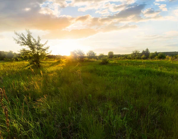 Brede Groene Prairie Het Licht Van Avondzon Natuur Avonds Scene — Stockfoto