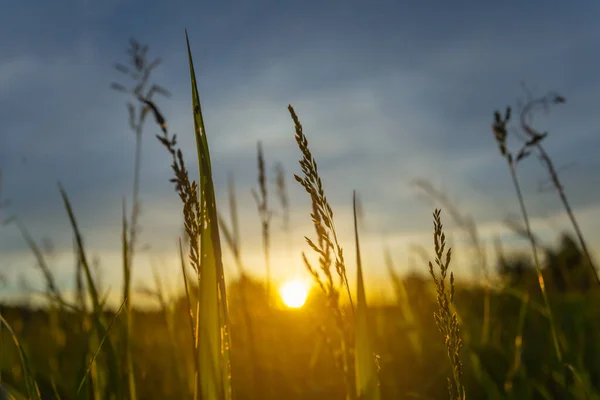 夏の草原の夕日を背景に緑の草を閉じて — ストック写真