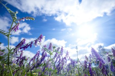 Işıl ışıl güneşin altında vahşi çayır çiçekleri, güzel yaz mevsimi doğal arka plan