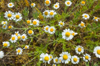 Çayırdaki beyaz papatya çiçekleri, doğal çiçek arkaplanı.