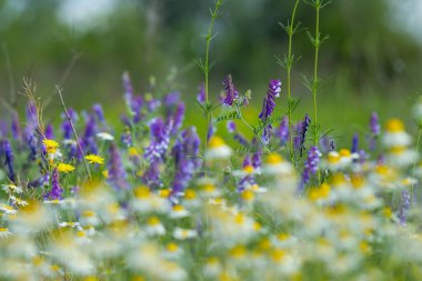 Çiçeklerle dolu yeşil orman, güzel doğa manzarası