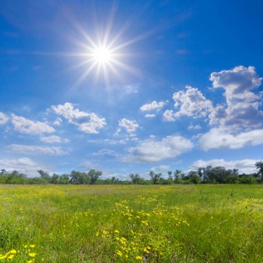 Orman, güneşli yaz gününde çiçeklerle dolu.