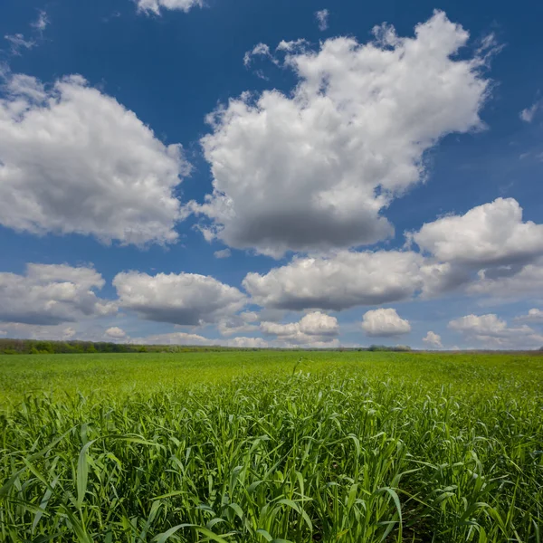 Campo Verde Sob Céu Nublado Verão Rural Fundo Agrícola — Fotografia de Stock