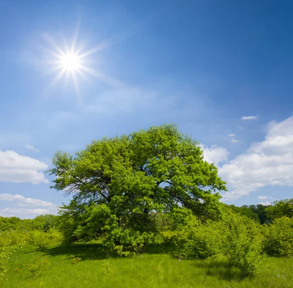Ensam Grönt Träd Bland Gröna Prärien Den Soliga Dagen Sommar — Stockfoto