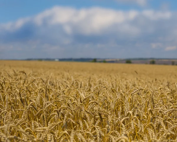 Primer Plano Campo Trigo Dorado Día Verano Campo Fondo Agrícola — Foto de Stock