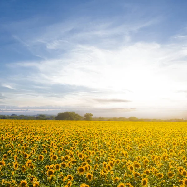 Goldenes Sonnenblumenfeld Bei Sonnenuntergang Landwirtschaftliche Landschaft — Stockfoto