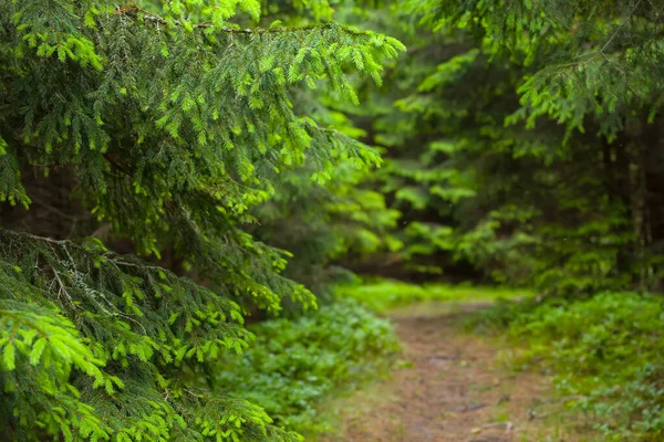 Small Ground Road Wet Fir Forest — Stock Photo, Image