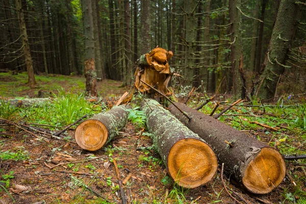 Hoop Dennenboomstam Bos Ontbossing Achtergrond — Stockfoto