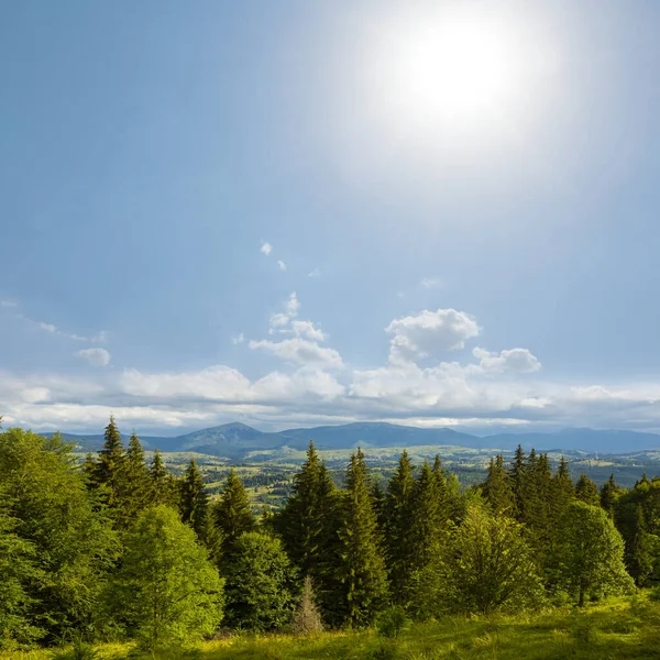 Zielona Górska Dolina Sosnowym Lasem Słoneczny Dzień — Zdjęcie stockowe