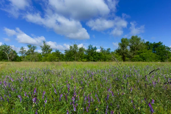 Smuk Skov Glad Med Blomster Overskyet Himmel Naturlig Baggrund - Stock-foto