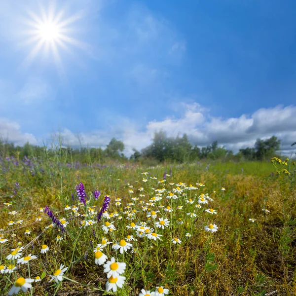 Clareira Florestal Com Flores Camomila Dia Ensolarado Verão — Fotografia de Stock