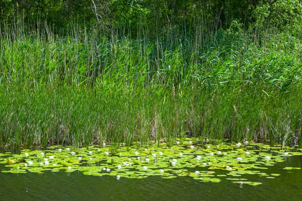 Kleine Rustige Rivier Met Witte Waterlelie Natuurlijke Omgeving — Stockfoto