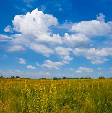 summer prairie with flowers under cloudy sky, summer natural scene
