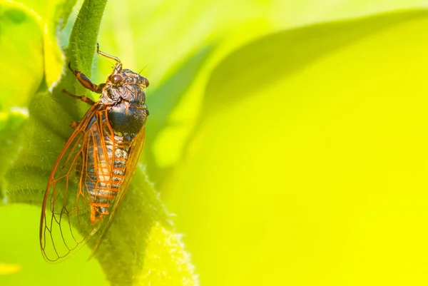 Big Cicada Fly Sit Sunflower Stem Natural Animal Insect Background — Stok fotoğraf