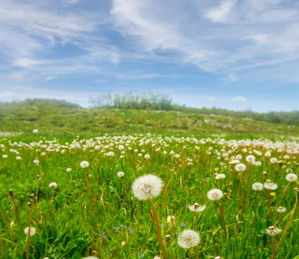 Pradaria Verde Com Flores Dente Leão Branco Fundo Natural Verão — Fotografia de Stock